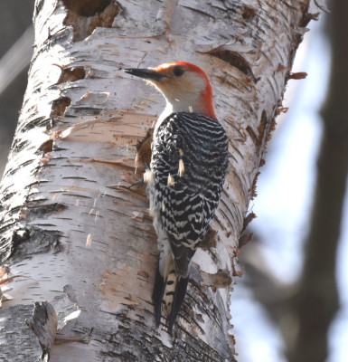 Photo of Red Bellied Woodpecker Chips Flying on NaturalCrooksDotCom