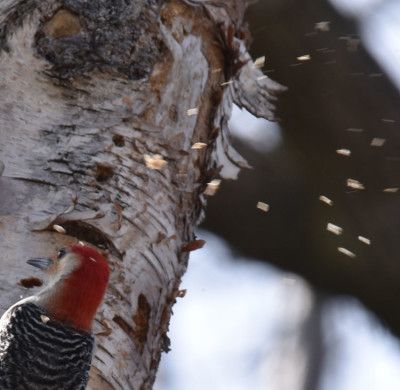 Photo of Red Bellied Woodpecker Flurry of Chips on NaturalCrooksDotCom