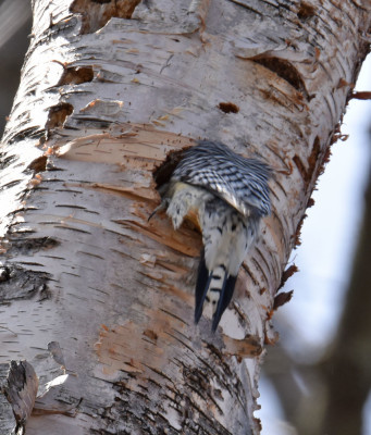 Photo of Red Bellied Woodpecker Tail Out on NaturalCrooksDotCom