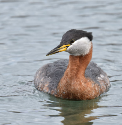 Photo of Red Necked Grebe All Gone on NaturalCrooksDotCom