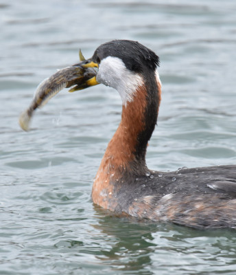 Photo of Red Necked Grebe Arranging Round Goby to Eat It on NaturalCrooksDotCom