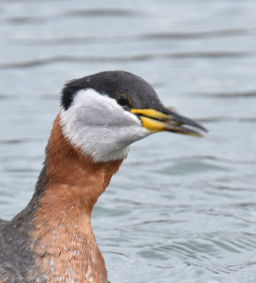 Photo of Red Necked Grebe Stretching to Swallow Fish on NaturalCrooksDotCom