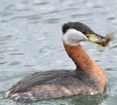 Photo of Red Necked Grebe with Round Goby on NaturalCrooksDotCom