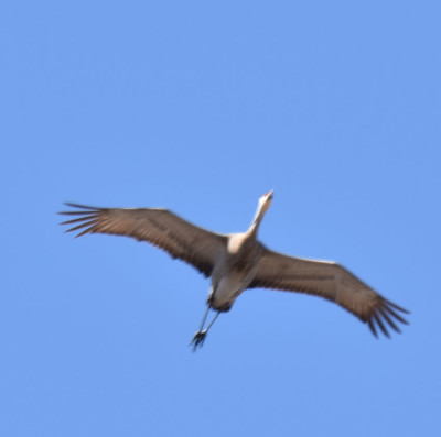 Photo of Sandhill Crane Fuzzy in Flight on NaturalCrooksDotCom
