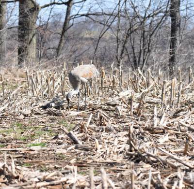 Photo of Sandhill Crane In Field on NaturalCrooksDotCom