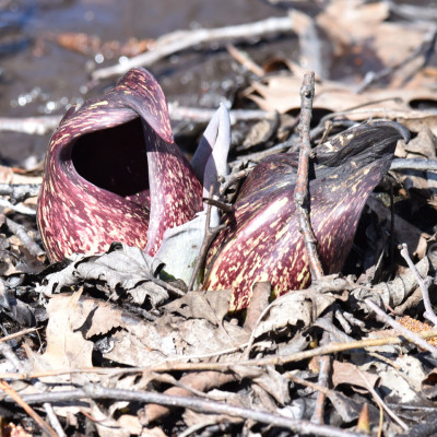 Photo of Skunk Cabbage Red on NaturalCrooksDotCom