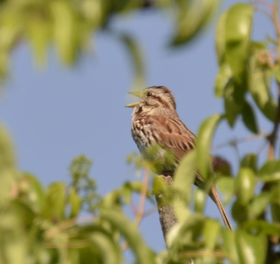 Photo of Song sparrow singing Green Leaves on NaturalCrooksDotCom