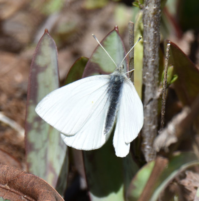 Photo of White Butterfly at Rattray Marsh April 20 2016 on NaturalCrooksDotCom