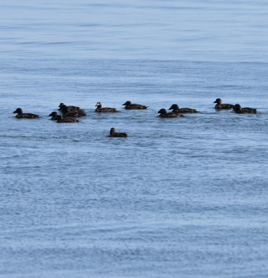 Photo of White Winged Scoters in a Pack on NaturalCrooksDotCom