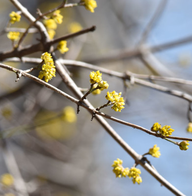 Photo of Yellow Flowers or buds on NaturalCrooksDotCom
