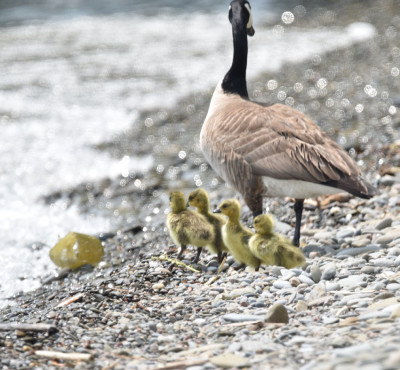 Photo of Canada Goose Goslings Rattray May on NaturalCrooksDotCom