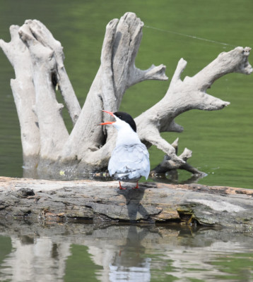 Photo of Common Tern Calling Log Rattray May on NaturalCrooksDotCom