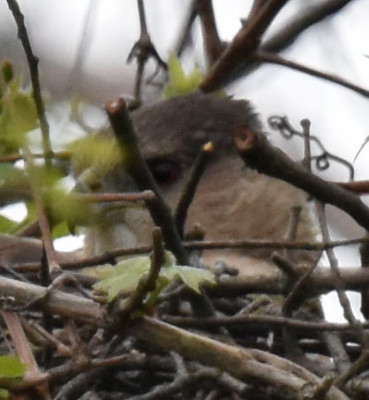 Photo of Coopers Hawk On Nest Close up Brightened Rattray May 26 on NaturalCrooksDotCom