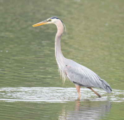 Photo of Great Blue Heron Rattray May on NaturalCrooksDotCom