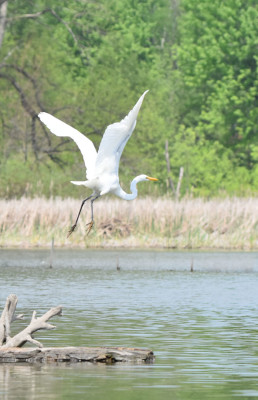 Photo of Great Egret Flying Rattray May on NaturalCrooksDotCom