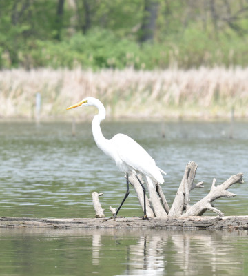 Photo of Great Egret on Log Rattray May on NaturalCrooksDotCom