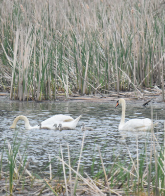 Photo of Mute Swans with Cygnets Rattray May on NaturalCrooksDotCom