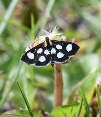 Photo of White Spotted Sable on Short Flower on NaturalCrooksDotCom