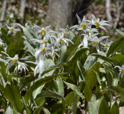 Photo of White Trout Lily Group on NaturalCrooksDotCom