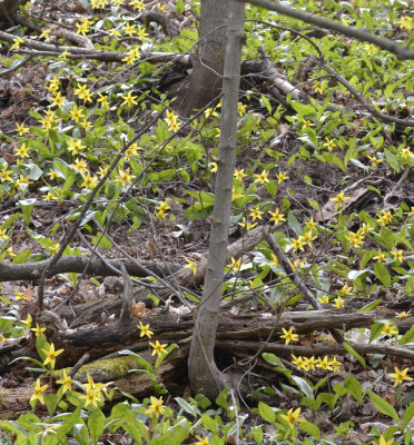 Photo of Yellow Trout Lily Slope On NaturalCrooksDotCom