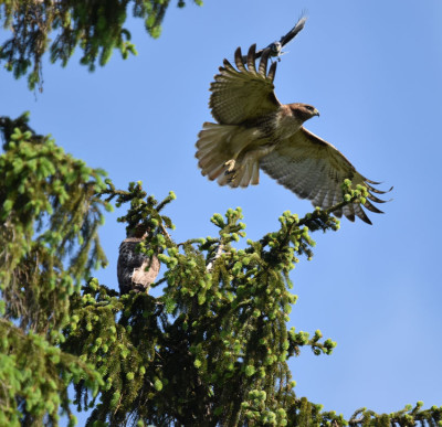 Photo of 2 Red Tailed Hawks Spruce Blue Jay on NaturalCrooksDotCom