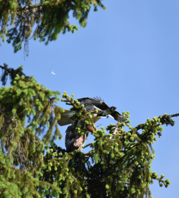 Photo of 2 Red Tailed Hawks Spruce Feather Flying Blue Jay on NaturalCrooksDotCom