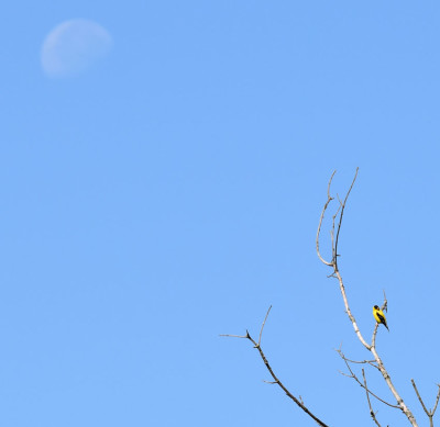 Photo of American Goldfinch and the Moon on NaturalCrooksDotCom