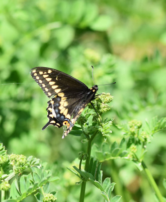 Photo of Black Swallowtail Plant Rattray On NaturalCrooksDotCom
