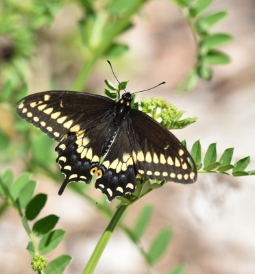 Photo of Black Swallowtail Warrior Rattray On NaturalCrooksDotCom