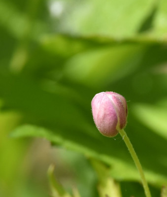Photo of Canada Anemone Bud on NaturalCrooksDotCom