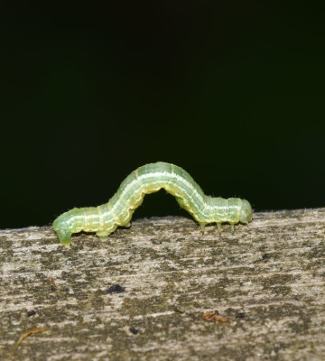 Photo of Cankerworm Inchworm Rattray on NaturalCrooksDotCom