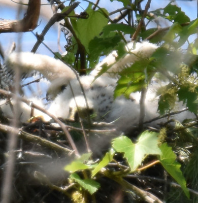 Photo of Coopers Hawk Chicks Wings Up Rattray On NaturalCrooksDotCom