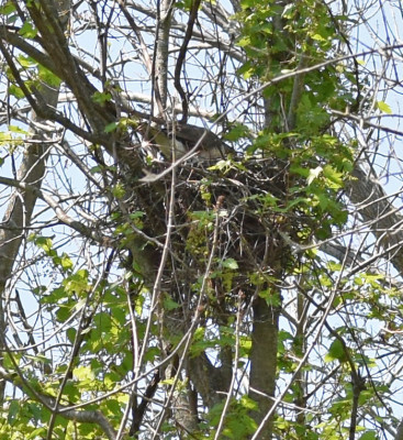 Photo of Coopers Hawk on Nest Rattray on NaturalCrooksDotCom