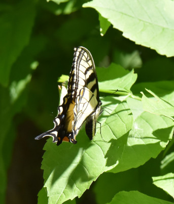 Photo of Eastern Tiger Swallowtail Possibly Laying Egg on NaturalCrooksDotCom