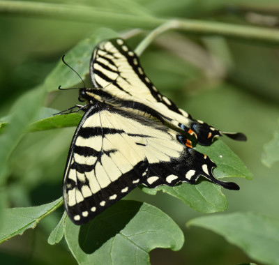Photo of Eastern Tiger Swallowtail on Leaves on NaturalCrooksDotCom