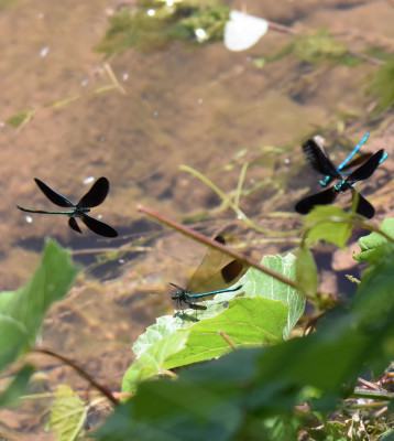 Photo of Ebony Jewelwing 3 Males Around River Jewelwing Male Perched on NaturalCrooksDotCom