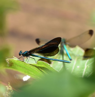 Photo of Ebony Jewelwing In front River Jewelwing Behind on NaturalCrooksDotCom