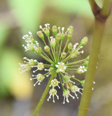 Photo of False Sarsaparilla Flower Closeup Rattray Marsh on NaturalCrooksDotCom