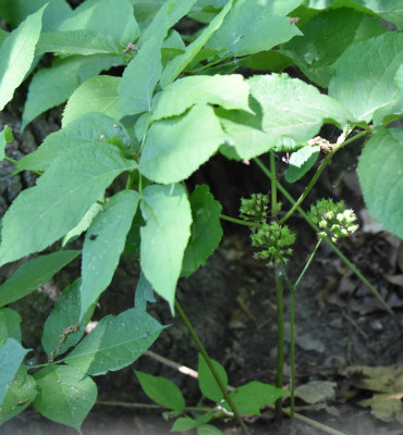 Photo of False Sarsaparilla Seeds on NaturalCrooksDotCom