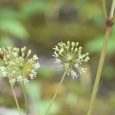 Photo of False Sarsaparilla Three Blooms Rattray Marsh on NaturalCrooksDotCom