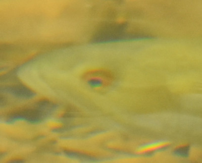 Photo of Small-mouthed Bass Eye Ring at Sixteen Mile Creek on NaturalCrooksDotCom