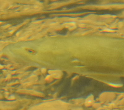 Photo of Small-mouthed Bass Face at Sixteen Mile Creek on NaturalCrooksDotCom