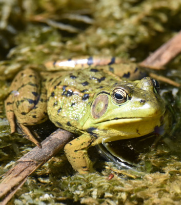 Photo of Green Frog Riverwood on NaturalCrooksDotCom