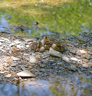 Photo of Mallards 4 Ducklings Rattray on NaturalCrooksDotCom