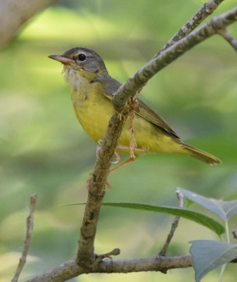 Photo of Mourning Warbler Not Adult Male on NaturalCrooksDotCom