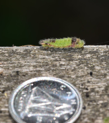 Photo of Mystery Caterpillar Rattray Railing June 4 on NaturalCrooksDotCom