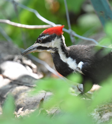 Photo of Pileated Woodpecker on Ground Rattray On NaturalCrooksDotCom