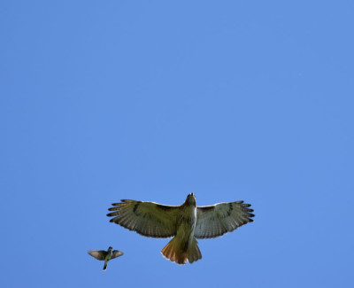 Photo of Red Tailed Hawk Pursued A on NaturalCrooksDotCom