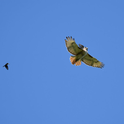 Photo of Red Tailed Hawk Pursued D on NaturalCrooksDotCom