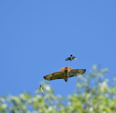 Photo of Red Tailed Hawk Pursued L on NaturalCrooksDotCom